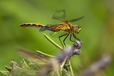 Close-up of insect on flower