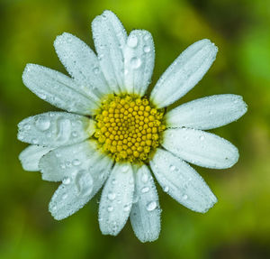 Close-up of wet white flowering plants