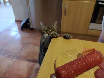High angle view of cat on floor at home