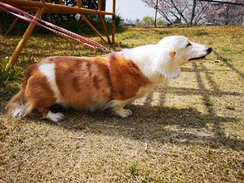 View of a dog lying on field