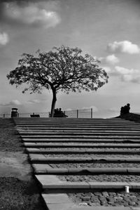 Tree against sky