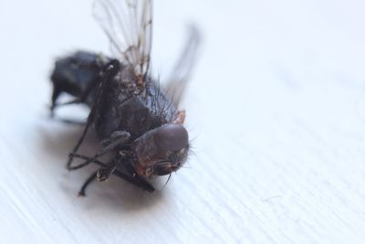 Close-up of insect on white surface