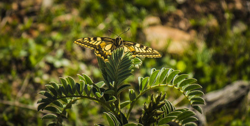 Close-up of butterfly on plant