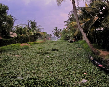 Scenic view of palm trees on field against sky