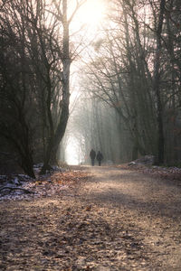 View of a forest