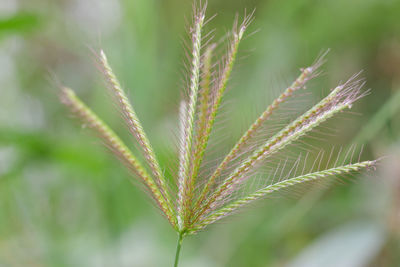 Close-up of plant