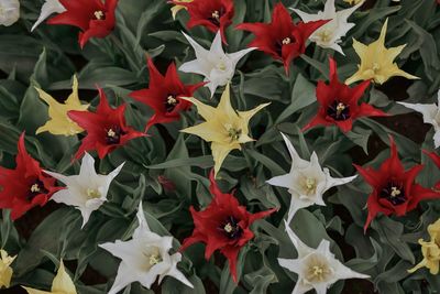 Close-up of yellow flowering plant