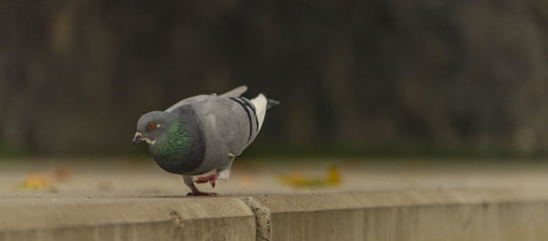 Close-up of bird perching on retaining wall