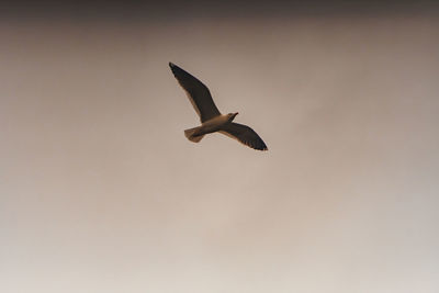 Low angle view of seagull flying