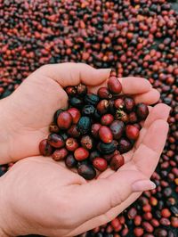 Hand full of coffee cherries