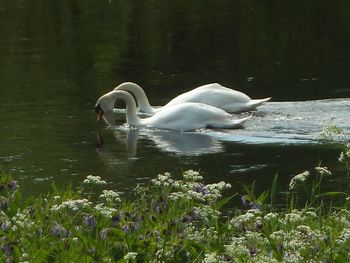 Swan floating on lake