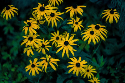 Close-up of yellow flowering plant