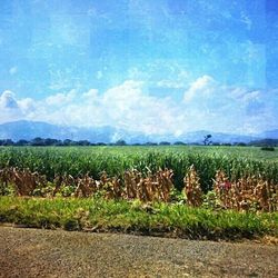 Scenic view of field against sky