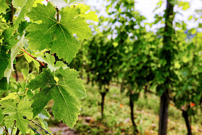 Vineyards in tortona hills