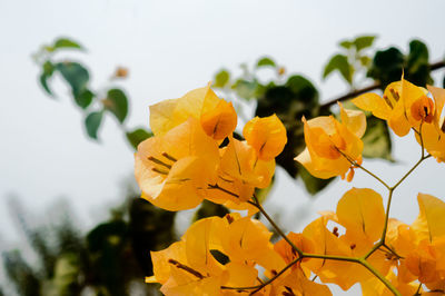 Close-up of yellow flowering plant