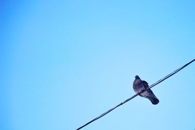 Low angle view of bird perching on cable against clear blue sky