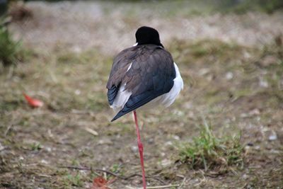 Rear view of bird perching on a field