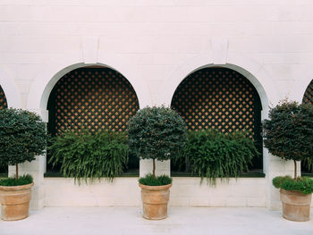 Potted plants against building