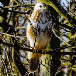 Low angle view of owl perching on tree