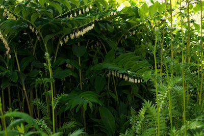Close-up of fern amidst trees in forest