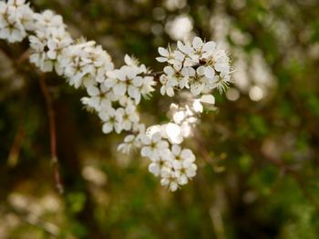 Close-up of white cherry blossom tree