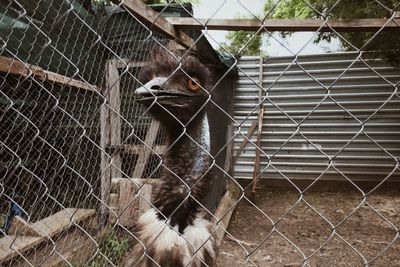 View of cat in cage at zoo