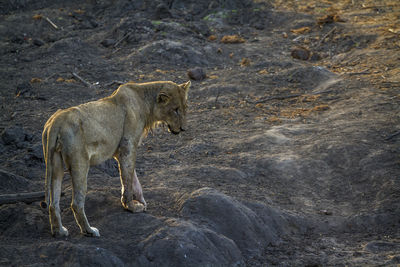 Lioness standing on land