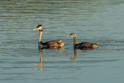 Birds swimming in lake