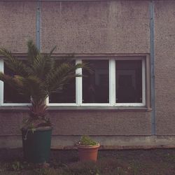 Potted plants on building