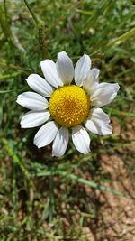 Close-up of daisy flower