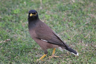 Close-up of bird perching on grass