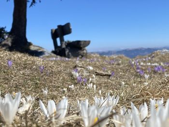 Close-up of flowering plants on field against clear sky