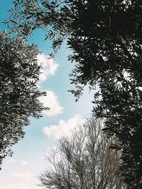 Low angle view of trees against sky