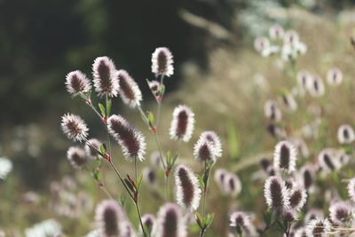 Close-up of flowering plant on field