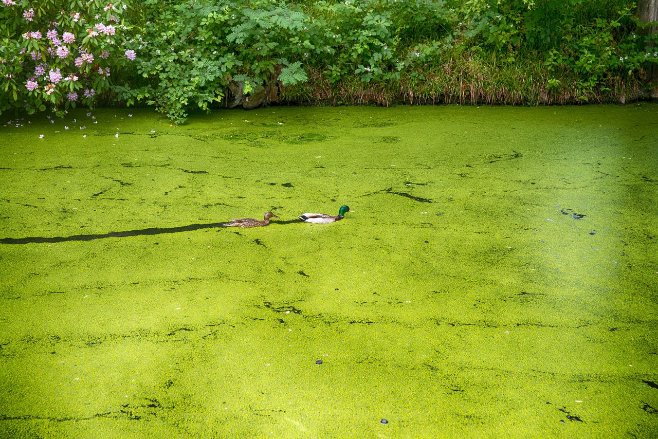 HIGH ANGLE VIEW OF DUCKS FLOATING ON WATER