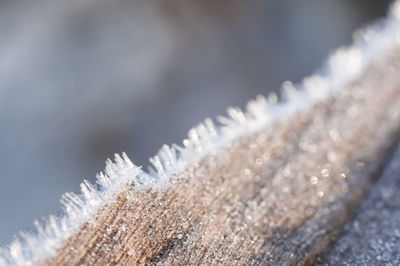 Close-up of frozen tree