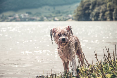 Close-up of a dog in the water
