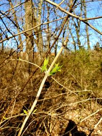 Close-up of plant growing on field