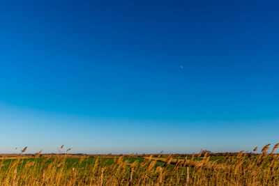 Scenic view of agricultural field against clear blue sky