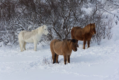 White horse standing on snow covered field