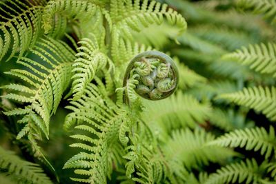 Close-up of fern leaves