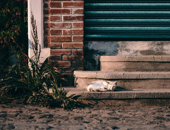 Cat relaxing on wall