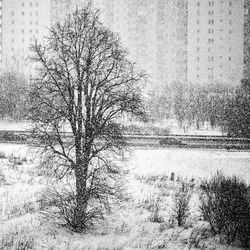 Bare tree on field during winter