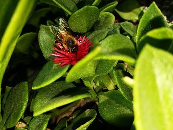 Close-up of bee pollinating on flower