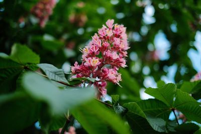 Close-up of pink flowering plant