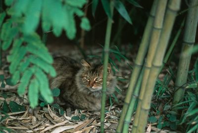 Cat looking away