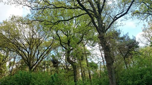 Low angle view of trees