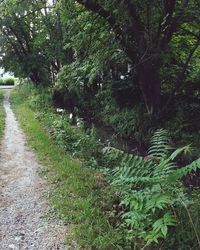 Footpath amidst trees