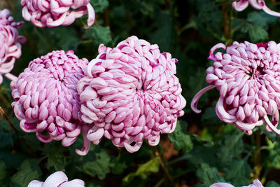 Close-up of pink dahlia flowers