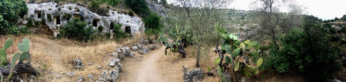 Panoramic view of a forest